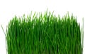 Isolated green grass on a white background Royalty Free Stock Photo