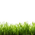 Isolated green grass on white background Royalty Free Stock Photo