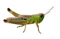 Isolated green grasshopper closeup