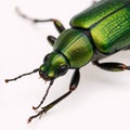 Isolated green June Beetle bug with intricate details against a plain backdrop Royalty Free Stock Photo