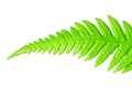 Isolated green leaf Royalty Free Stock Photo