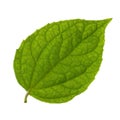 Isolated green leaf Royalty Free Stock Photo