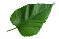 Isolated Green leaf, Mulberry leaf on white background. Royalty Free Stock Photo