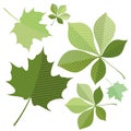 Isolated green leaf of the tree Royalty Free Stock Photo