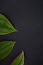 Isolated green leaves on dark gray background Royalty Free Stock Photo