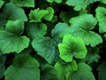 green leaves of rhubarb Royalty Free Stock Photo