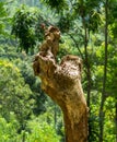 Isolated Green lizard with red head on a tree stump. Ella, Sri Lanka Royalty Free Stock Photo