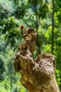 Isolated Green lizard with red head on a tree stump. Ella, Sri Lanka Royalty Free Stock Photo