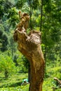Isolated Green lizard with red head on a tree stump. Ella, Sri Lanka Royalty Free Stock Photo