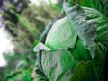 Isolated green mature big growing cabbage head close-up, not cut in the vegetable garden