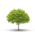 Isolated green oak tree with shadow on white floor. Royalty Free Stock Photo
