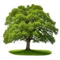 Isolated green oak tree with grass and white background Royalty Free Stock Photo