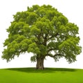 Isolated green oak tree with grass and white background Royalty Free Stock Photo