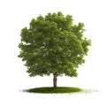 Isolated green oak tree with grass and white background Royalty Free Stock Photo