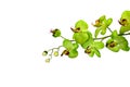 Isolated Green Orchid Royalty Free Stock Photo