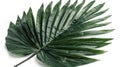 Isolated Green Palm Leaf with Clipping Path on White Background Royalty Free Stock Photo