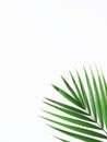 Summer tropical palm leaf on white background. Royalty Free Stock Photo