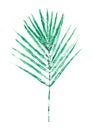 Isolated green palm leaf watercolor, illustration on white background Royalty Free Stock Photo