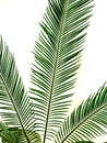 isolated green palm leaf Royalty Free Stock Photo