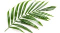 An isolated green palm tree leaf on a white background Royalty Free Stock Photo