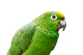 Close-up look of an isolated green parrot