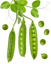 Isolated green pea. Peas pods and beans open and closed hang on stem with leaves. Isolated on white background