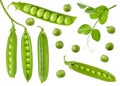 Isolated green peas. Collection of green raw pea pods and beans with an open, closed and fresh leaf on stem. Detail for packaging