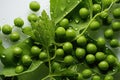 Isolated green peas on a white background. Green peas flying. Green peas f Royalty Free Stock Photo