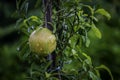 Isolated Green pomegranate Dalim fruit on the tree in leaves, Blur Background Royalty Free Stock Photo