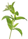 Isolated green small branch of peppermint Royalty Free Stock Photo