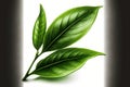 Isolated green tea leaf on a white background Royalty Free Stock Photo