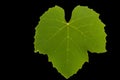 Isolated green textured grape leaf, front. Royalty Free Stock Photo