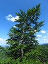 An isolated green tree on bright blue sky and white clouds background. Royalty Free Stock Photo