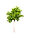 isolated green tree with clipping path on white background a peltophorum pterocarpum tree Royalty Free Stock Photo