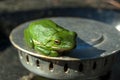 Isolated green tree frog Royalty Free Stock Photo