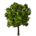 Isolated green tree plant leaves Royalty Free Stock Photo