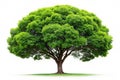 Isolated Green Tree on the White Background Royalty Free Stock Photo