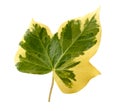 Isolated Green and Yellow leaf on white background with clipping paths, English Goldchild ivy or Hedera Helix, Ivy is the Year by Royalty Free Stock Photo