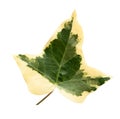 Isolated Green and Yellow leaf on white background with clipping paths, English Goldchild ivy or Hedera Helix, Ivy is the Year by Royalty Free Stock Photo