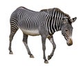 Isolated Grevy zebra Royalty Free Stock Photo