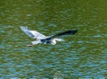 Isolated Grey Heron flying over a Lake Royalty Free Stock Photo