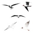 Isolated group of flying seagulls Royalty Free Stock Photo