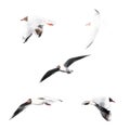 Isolated group of flying seagulls Royalty Free Stock Photo