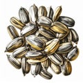 Isolated Group of Sunflower Seeds with Black and White Shells on White Background Royalty Free Stock Photo
