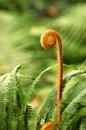 Isolated growing fern frond.