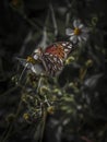 Gulf Fritillary Butterfly in the Shadows