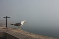 An isolated gull bird stands on a stone parrapet near the ocean in a heavy fog. Royalty Free Stock Photo