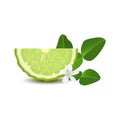Isolated half of circle juicy green color bergamot with leaf, white flower and shadow on white background. Realistic colored slice