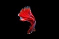 Isolated half moon betta fish