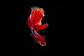 Isolated half moon betta fish